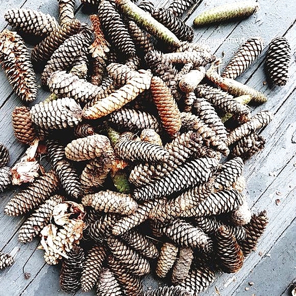 Midwest Cottagecore Cabincore Pine Cones - Picture 4 of 4